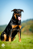 beauceron-net.de