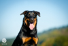 beauceron-net.de