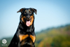 beauceron-net.de