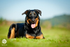 beauceron-net.de