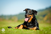 beauceron-net.de