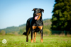 beauceron-net.de