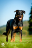 beauceron-net.de