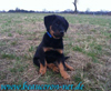 beauceron-net.de