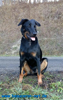 beauceron-net.de