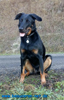 beauceron-net.de