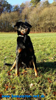 beauceron-net.de