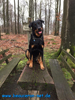 beauceron-net.de