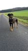 beauceron-net.de