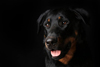 beauceron-net.de