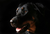 beauceron-net.de