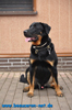 beauceron-net.de