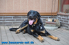 beauceron-net.de