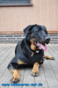 beauceron-net.de