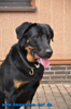 beauceron-net.de