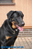 beauceron-net.de