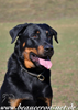 beauceron-net.de