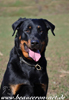 beauceron-net.de