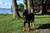 beauceron-net.de
