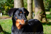 beauceron-net.de