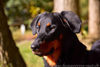 beauceron-net.de