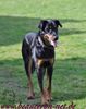 beauceron-net.de