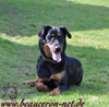 beauceron-net.de