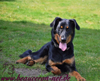 beauceron-net.de