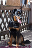 beauceron-net.de