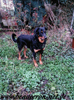 beauceron-net.de