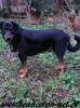 beauceron-net.de