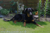 beauceron-net.de