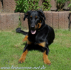 beauceron-net.de