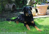 beauceron-net.de