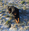 beauceron-net.de