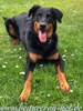 beauceron-net.de