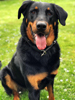 beauceron-net.de