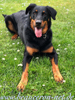 beauceron-net.de