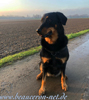 beauceron-net.de