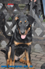 beauceron-net.de