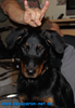 beauceron-net.de