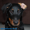 beauceron-net.de