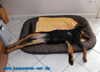 beauceron-net.de