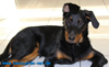 beauceron-net.de