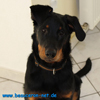 beauceron-net.de