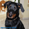 beauceron-net.de