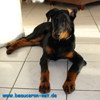 beauceron-net.de