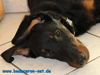 beauceron-net.de