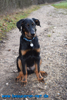 beauceron-net.de