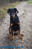 beauceron-net.de